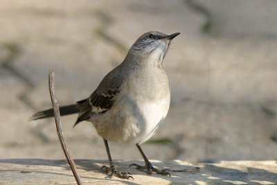 Mockingbird, Nothern