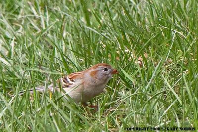 Sparrow, American Tree