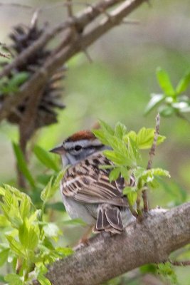 Sparrow, Chpping