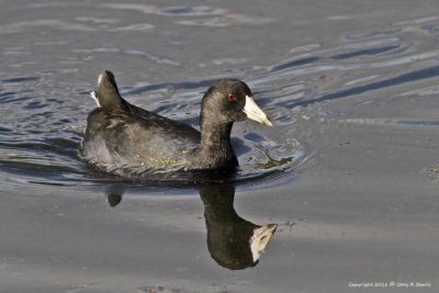 Coot, American