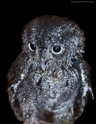 Owl, Eastern Screech-