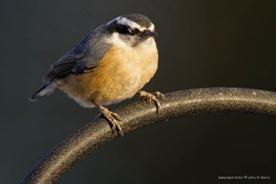 Nuthatch, Red-breasted