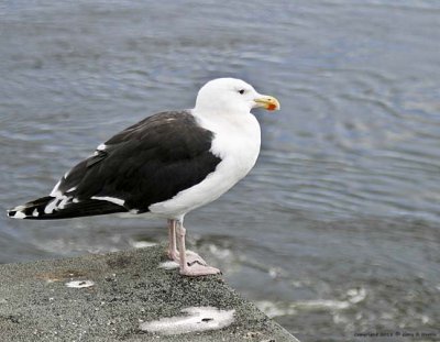 Gull, Great Black-backed