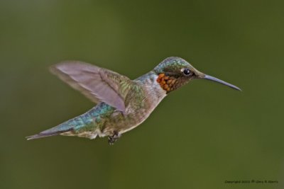 Hummingbird, Ruby-throated IMG_4852.jpg