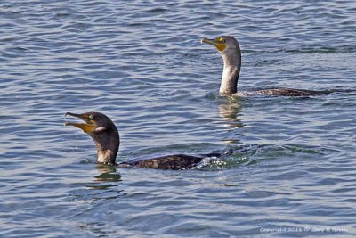 Cormorant, Double Crested IMG_5964.jpg