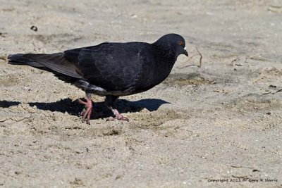 Dove, Rock IMG_5813.jpg