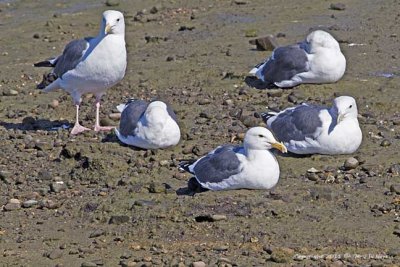 Gull, Western IMG_5720.jpg