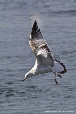 Gull, Western IMG_5933.jpg