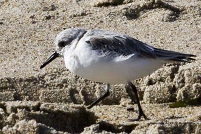 Plover, Black-bellied IMG_5741.jpg