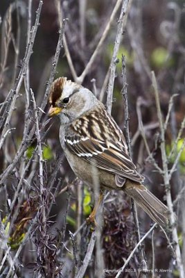 Sparrow, White-crowned IMG_5203.jpg