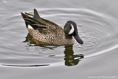 Teal, Blue-winged IMG_5218.jpg