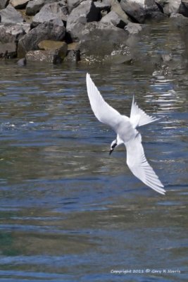 Tern, Forester's IMG_5847.jpg