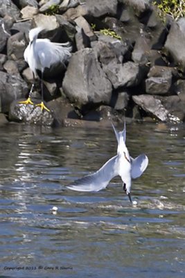 Tern, Forester's IMG_5855.jpg