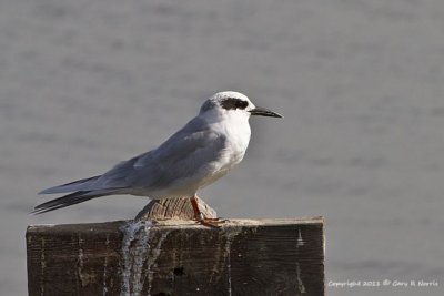 Tern, Forester's IMG_6025.jpg