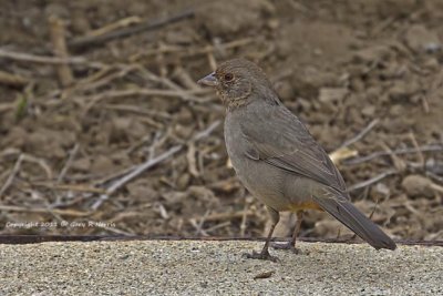 Towhee, California IMG_5263.jpg