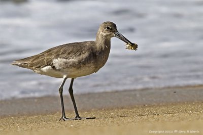 Willet IMG_5763.jpg