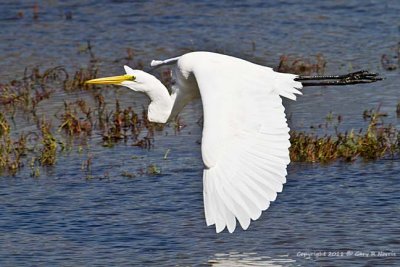 Egret, Great IMG_5647.jpg