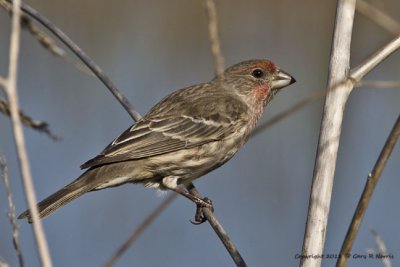 Finch, House IMG_5644 (1).jpg