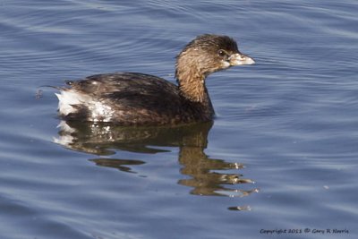 Grebe, Pied-billed IMG_5644 (4).jpg