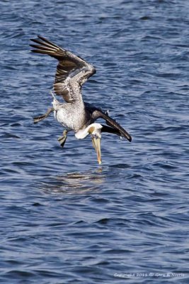 Pelican, Brown IMG_5353.jpg