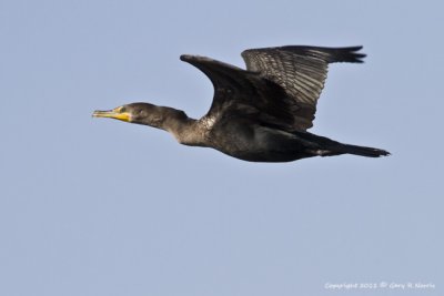 Cormorant, Double-crested IMG_5518.jpg