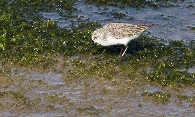 Sandpiper, Western IMG_5427.jpg