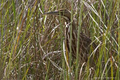 Bittern, American IMG_6481.jpg