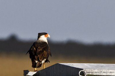 Caracara, Crested IMG_6198.jpg