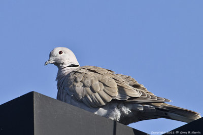 Dove, Eurasian Collard-IMG_6880.jpg
