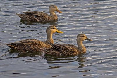 Duck, Mottled IMG_6329.jpg