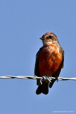 Flycatcher, Vermilion IMG_6706.jpg