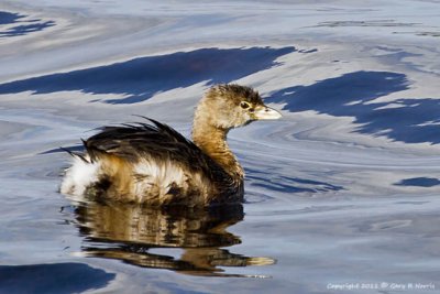 Grebe, Pied-billed IMG_6901.jpg