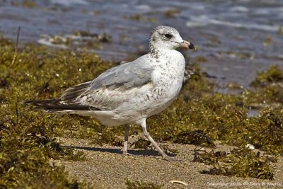 Gull, Herring IMG_7229.jpg