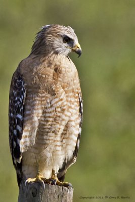 Hawk, Broad-winged IMG_6216.jpg