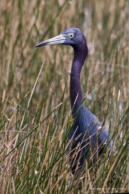 Heron, Little Blue IMG_6443.jpg