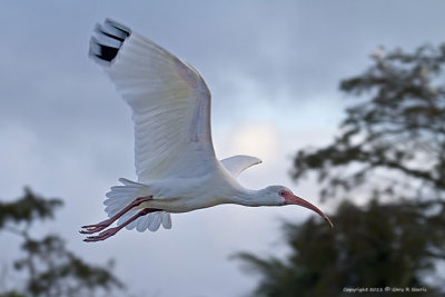 Ibis, White IMG_6309.jpg