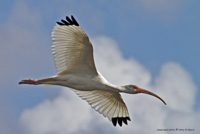 Ibis, White IMG_6422.jpg