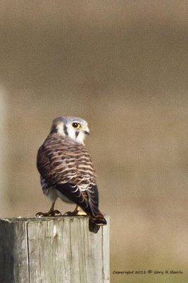 Kestrel, American IMG_6204.jpg