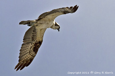 Osprey IMG_6597.jpg