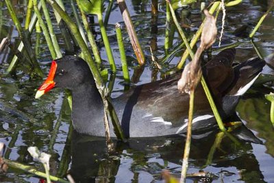 Gallinule, Common IMG_6350.jpg