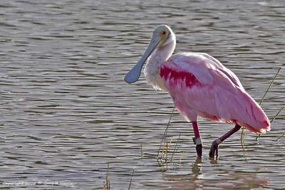 Spoonbill, Roseate IMG_6818.jpg