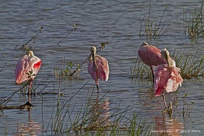 Spoonbill, Roseate IMG_6821.jpg