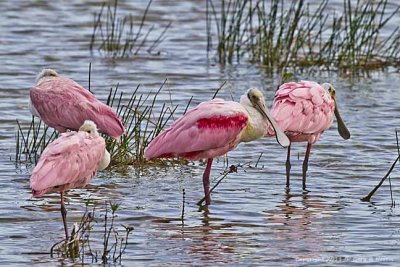 Spoonbill, Roseate IMG_6851.jpg