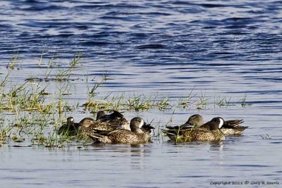 Teal, Blue-winged IMG_6965.jpg