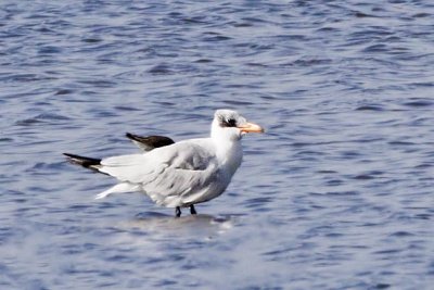 Tern, Caspian IMG_6918.jpg