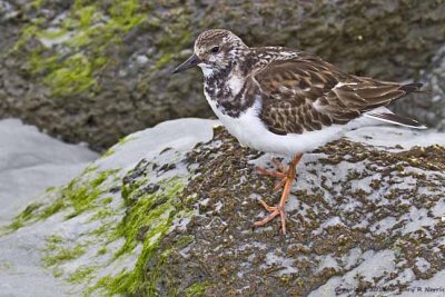 Turnstone, Ruddy IMG_6144.jpg