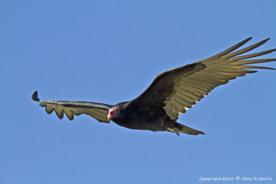 Vulture,Turkey IMG_7150.jpg