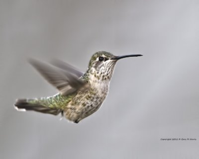 Hummingbird, Calliope IMG_7367.jpg