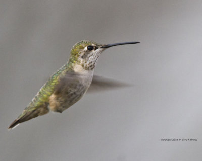 Hummingbird, Calliope IMG_7390.jpg