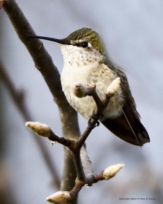 Hummingbird, Calliope IMG_7398.jpg
